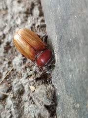 Amphitrichia constricta