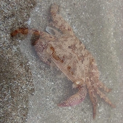 Metopograpsus frontalis