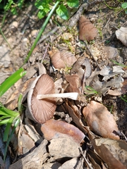 Psathyrella bipellis