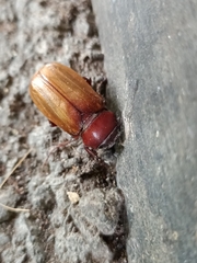 Amphitrichia constricta