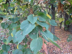 Tilia dasystyla caucasica