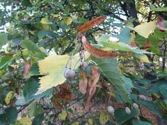Tilia dasystyla caucasica