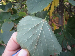 Tilia dasystyla caucasica