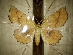 Garaeus specularis
