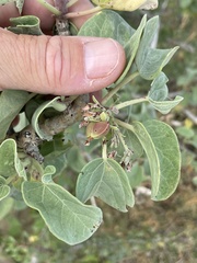 Jatropha canescens
