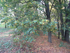 Tilia dasystyla caucasica