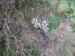 Nothoscordum