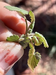 Dracocephalum parviflorum