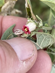 Jatropha canescens