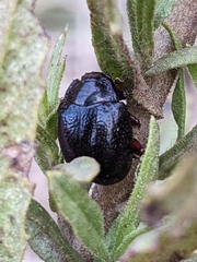 Chrysolina bankii