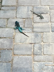 Cnemidophorus arubensis