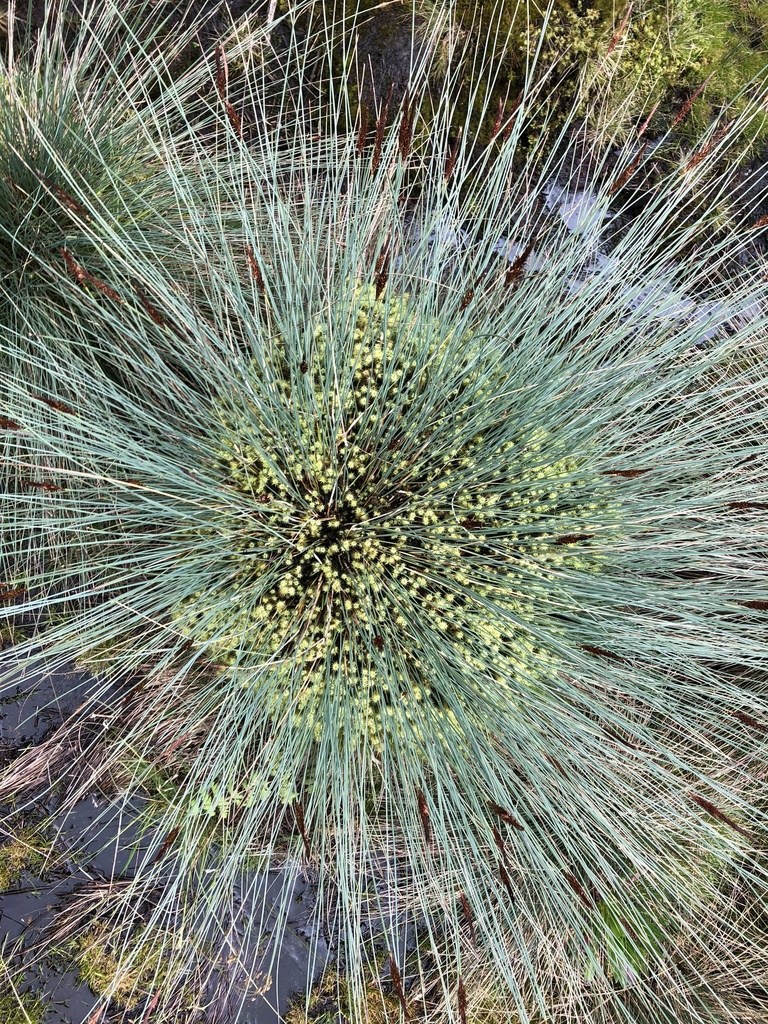 Carex runssoroensis