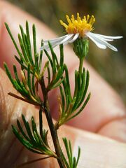 Felicia filifolia