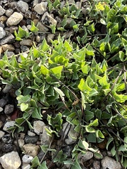 Acleisanthes longiflora