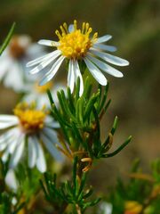 Felicia filifolia