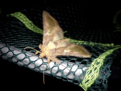 Thysanoplusia intermixta