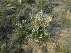 Felicia filifolia