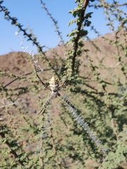 Argiope