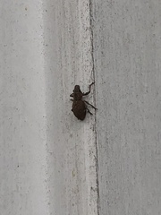 Curculionoidea