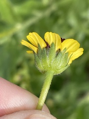 Encelia conspersa
