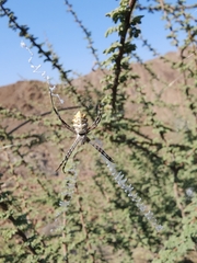 Argiope