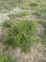 Encelia conspersa