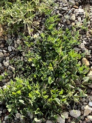 Acleisanthes longiflora