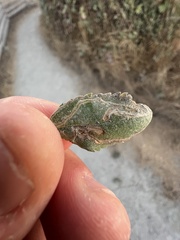 Stigmella anomalella