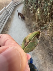 Stigmella anomalella