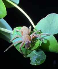 Neosparassus diana