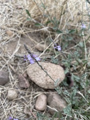 Verbena menthifolia