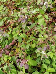 Cornus alba
