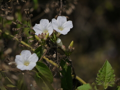 Camonea umbellata