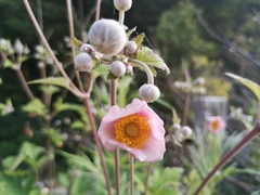 Eriocapitella vitifolia