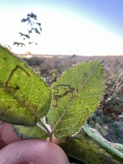 Stigmella anomalella