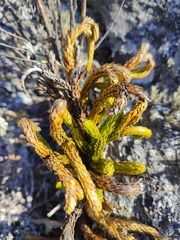 Phlegmariurus gnidioides