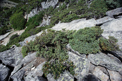 Juniperus squamata