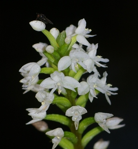 Cranichis muscosa Sw.