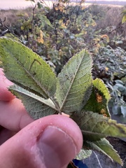 Stigmella anomalella