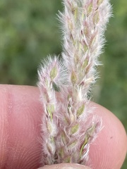 Digitaria californica