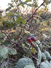 Stigmella anomalella