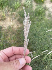 Digitaria californica