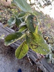Stigmella anomalella