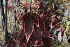 Acalypha wilkesiana