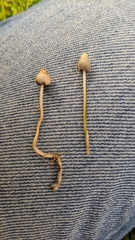 Psilocybe semilanceata