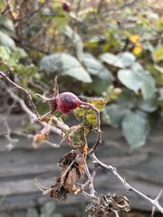 Stigmella anomalella