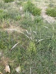 Digitaria californica
