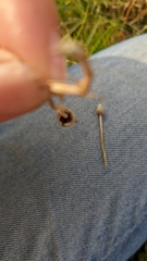 Psilocybe semilanceata