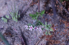 Pelargonium althaeoides