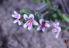 Pelargonium althaeoides